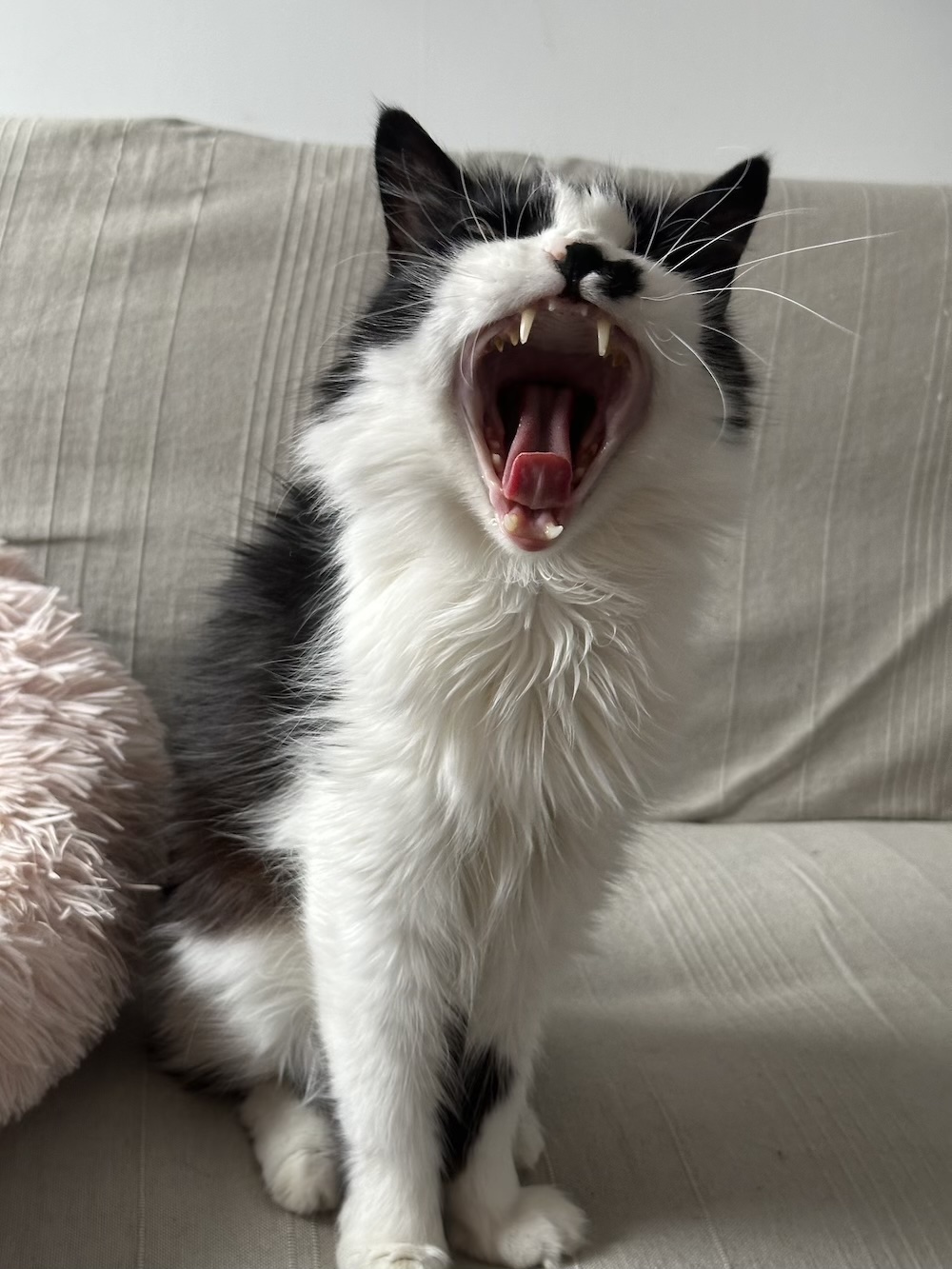 Curtis the cat
